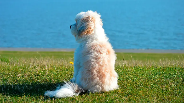Hund auf dem Deich mit Blick auf die Nordsee
