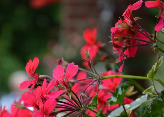 Blick auf frische Blumen beim Hotel Duhner Landhaus